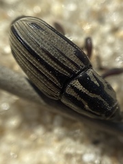 Sphenophorus pertinax