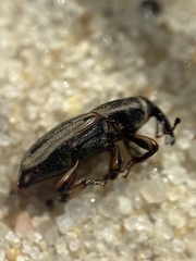 Sphenophorus pertinax