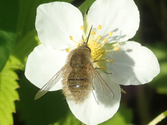 Bombylius minor