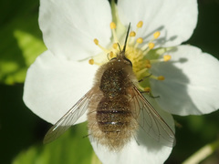 Bombylius minor