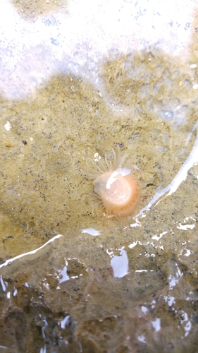 Limaria tuberculata