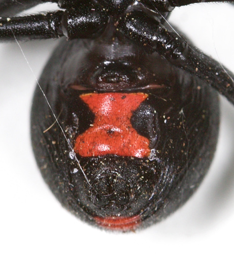 Southern Black Widow