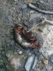 Noctuana lactifera