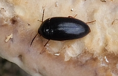 Eustrophopsis