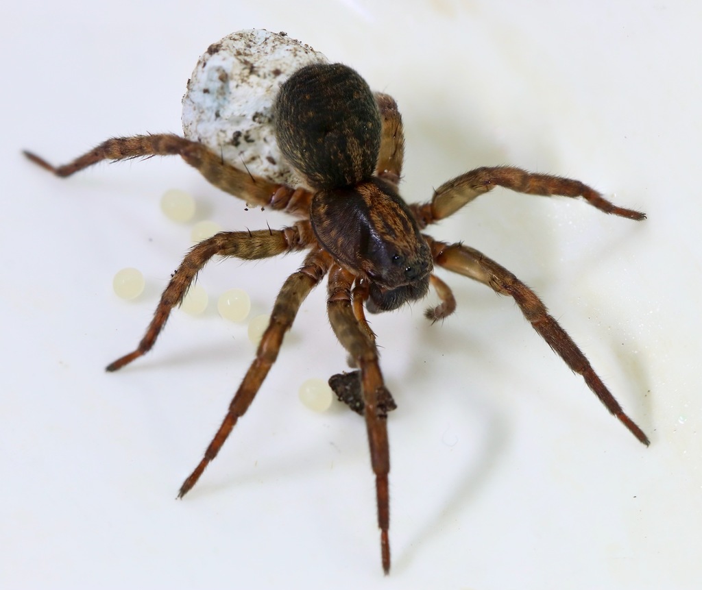 Ground wolf spider