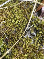 Dicranum condensatum