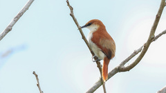 Certhiaxis mustelinus