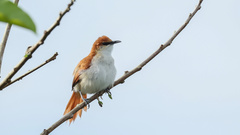 Certhiaxis mustelinus