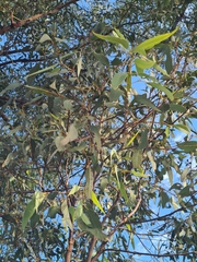 Eucalyptus beaniana