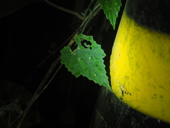 Thladiantha nudiflora