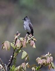Contopus fumigatus