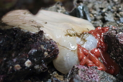 Cribrinopsis fernaldi