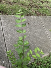 Lonicera maackii