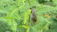 Mazaria propinqua
