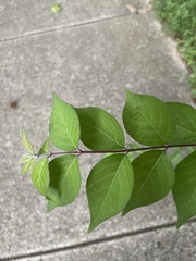 Lonicera maackii