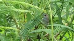 Mazaria propinqua