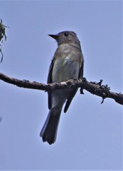 Contopus fumigatus