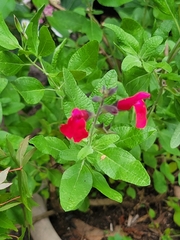 Salvia greggii