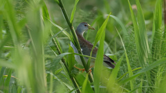 Porphyrio flavirostris