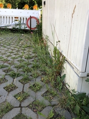 Epilobium lanceolatum