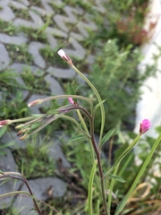 Epilobium lanceolatum