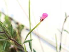 Epilobium lanceolatum