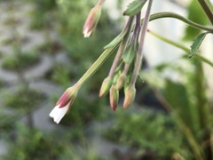 Epilobium lanceolatum