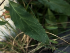 Epilobium lanceolatum