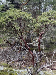 Arctostaphylos columbiana