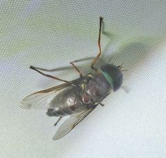 Tabanus americanus
