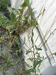 Epilobium lanceolatum