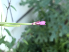 Epilobium lanceolatum
