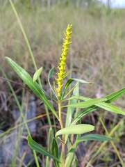 Stillingia sylvatica tenuis