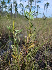 Stillingia sylvatica tenuis