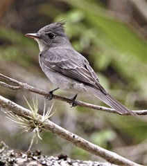 Contopus fumigatus