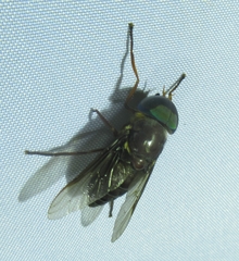 Tabanus americanus