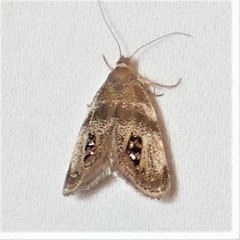 Prochoreutis extrincicella