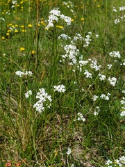Asperula tinctoria