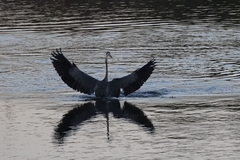Ardea herodias