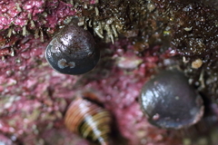 Hemithiris psittacea