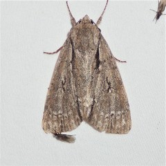 Acronicta hasta