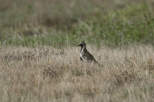 Chorlito dorado europeo (Pluvialis apricaria)