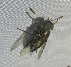Tabanus americanus