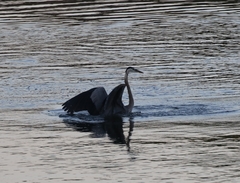 Ardea herodias