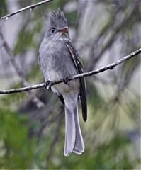 Contopus fumigatus