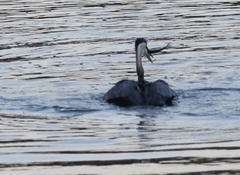 Ardea herodias