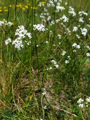Asperula tinctoria