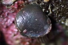 Hemithiris psittacea