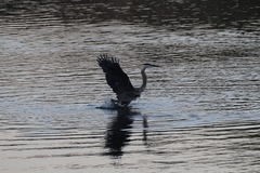 Ardea herodias