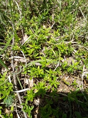 Polygaloides chamaebuxus